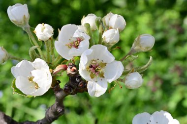 Elma ağacının beyaz çiçeklerinin manzarası. Güzel açan bahar ağacı.