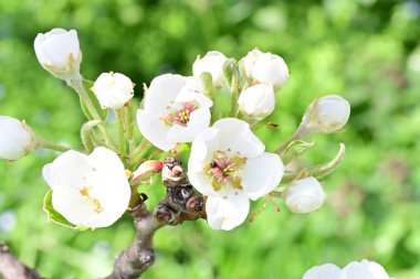 Elma ağacının beyaz çiçeklerinin manzarası. Güzel açan bahar ağacı.