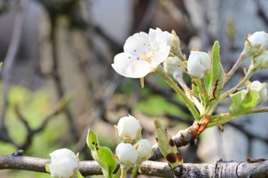 Elma ağacının beyaz çiçeklerinin manzarası. Güzel açan bahar ağacı.