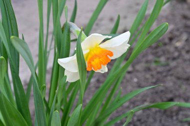 Bahçede büyüyen güzel beyaz çiçekler