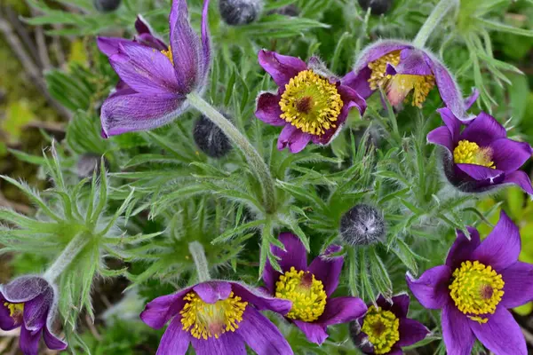 Bahçedeki güzel mor çiçeklerin yakın görüntüsü