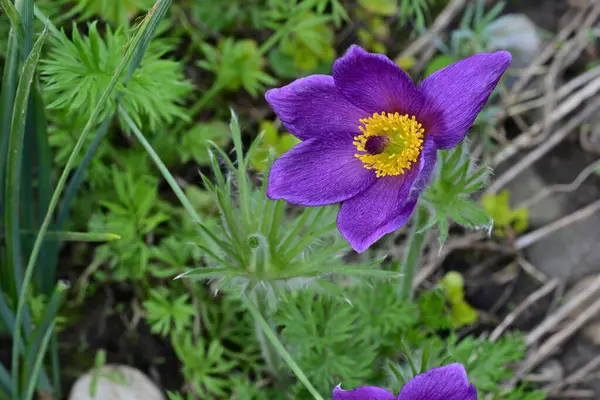 Bahçedeki güzel mor çiçeklerin yakın görüntüsü
