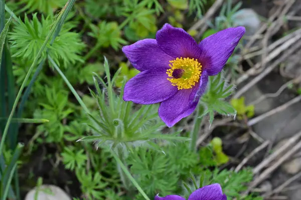Bahçedeki güzel mor çiçeklerin yakın görüntüsü