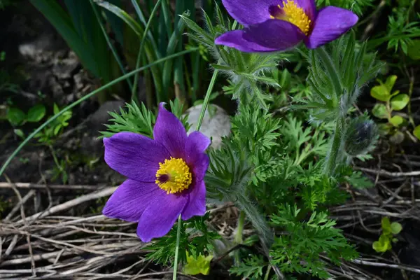 Bahçedeki güzel mor çiçeklerin yakın görüntüsü