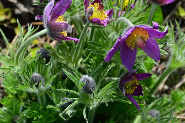Bahçedeki güzel mor çiçeklerin yakın görüntüsü