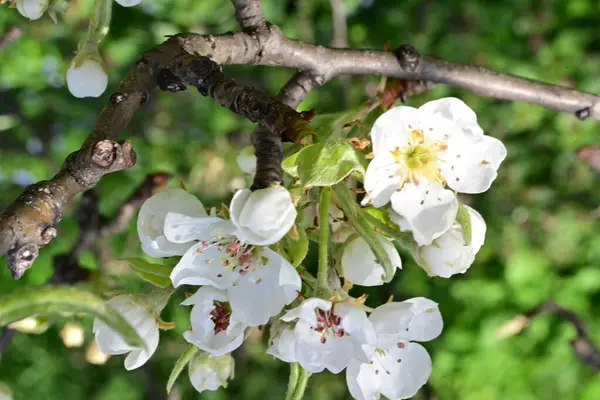 Elma ağacının beyaz çiçeklerinin manzarası. Güzel açan bahar ağacı.