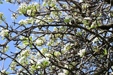 Elma ağacının beyaz çiçeklerinin manzarası. Güzel açan bahar ağacı.