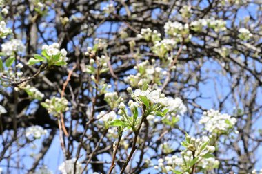 Elma ağacının beyaz çiçeklerinin manzarası. Güzel açan bahar ağacı.