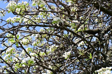 Elma ağacının beyaz çiçeklerinin manzarası. Güzel açan bahar ağacı.