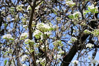 Elma ağacının beyaz çiçeklerinin manzarası. Güzel açan bahar ağacı.