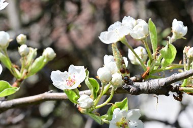 Elma ağacının beyaz çiçeklerinin manzarası. Güzel açan bahar ağacı.
