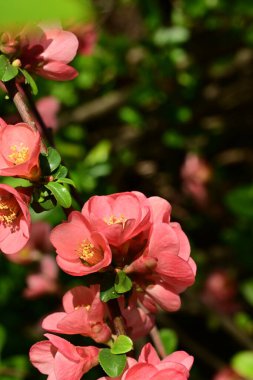 Çalı üzerinde güzel pembe çiçekler, çiçek konsepti.