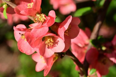 Çalı üzerinde güzel pembe çiçekler, çiçek konsepti.