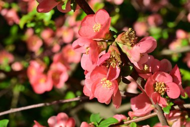 Çalı üzerinde güzel pembe çiçekler, çiçek konsepti.