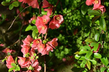 Çalı üzerinde güzel pembe çiçekler, çiçek konsepti.