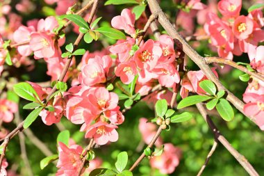 Çalı üzerinde güzel pembe çiçekler, çiçek konsepti.