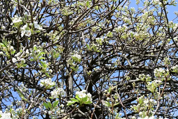Elma ağacının beyaz çiçeklerinin manzarası. Güzel açan bahar ağacı.