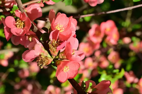 Çalı üzerinde güzel pembe çiçekler, çiçek konsepti.