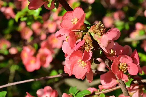 Çalı üzerinde güzel pembe çiçekler, çiçek konsepti.