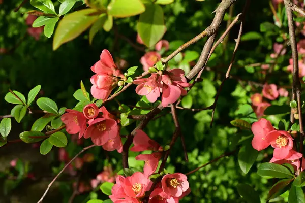 Çalı üzerinde güzel pembe çiçekler, çiçek konsepti.