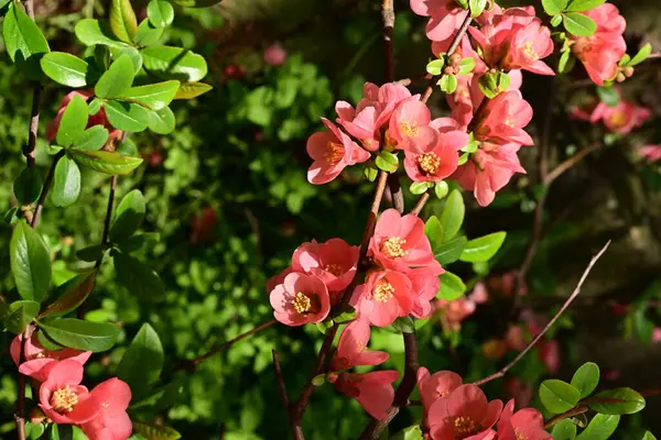 Çalı üzerinde güzel pembe çiçekler, çiçek konsepti.