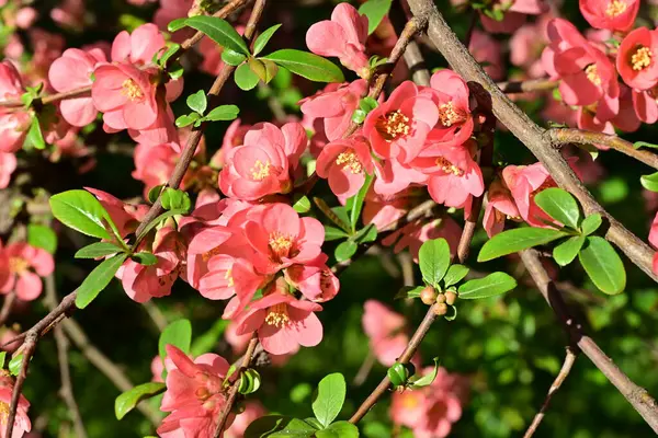 Çalı üzerinde güzel pembe çiçekler, çiçek konsepti.