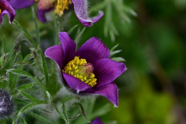 Bahçedeki mor çiçekleri kapat.