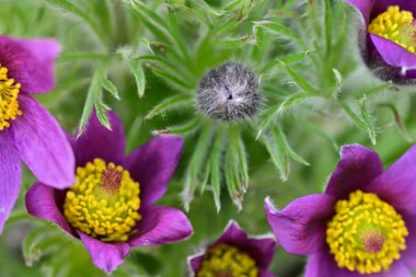 Bahçedeki mor çiçekleri kapat.