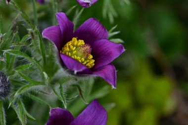 Bahçedeki mor çiçekleri kapat.