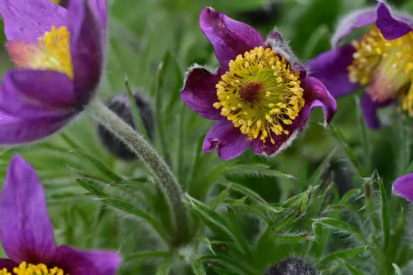 Bahçedeki mor çiçekleri kapat.