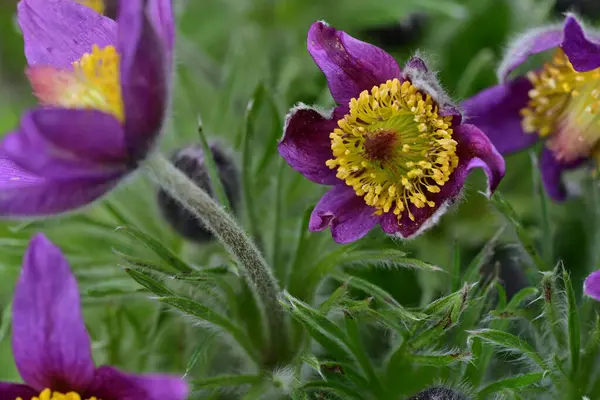 Bahçedeki mor çiçekleri kapat.