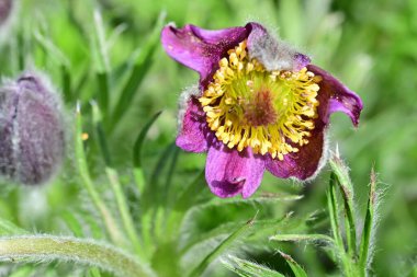 Güneşli yaz gününde bahçede yetişen güzel mor çiçekler.