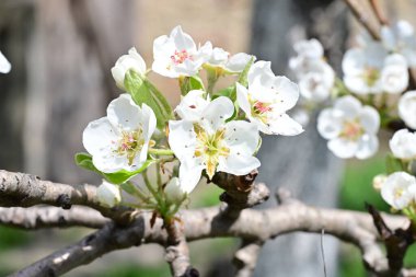 İlkbaharda ağaçta beyaz çiçekler açan kayısı. 