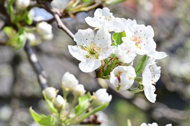 İlkbaharda ağaçta beyaz çiçekler açan kayısı. 