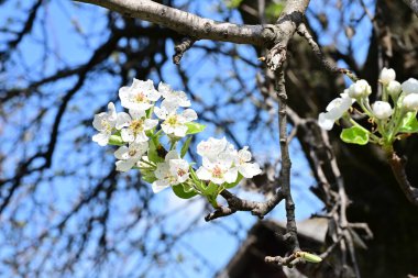 İlkbaharda ağaçta beyaz çiçekler açan kayısı. 