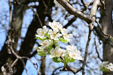 İlkbaharda ağaçta beyaz çiçekler açan kayısı. 