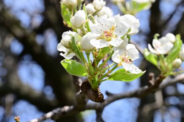 İlkbaharda ağaçta beyaz çiçekler açan kayısı. 