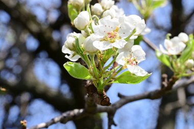 İlkbaharda ağaçta beyaz çiçekler açan kayısı. 