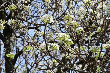 İlkbaharda ağaçta beyaz çiçekler açan kayısı. 