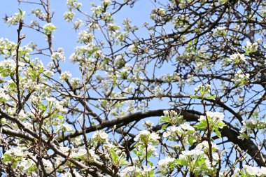İlkbaharda ağaçta beyaz çiçekler açan kayısı. 