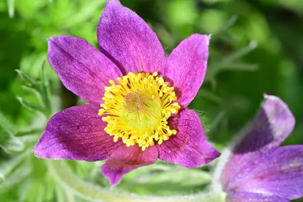 Güneşli yaz gününde bahçede yetişen güzel mor çiçekler.