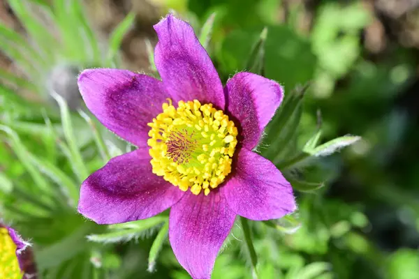 Güneşli yaz gününde bahçede yetişen güzel mor çiçekler.