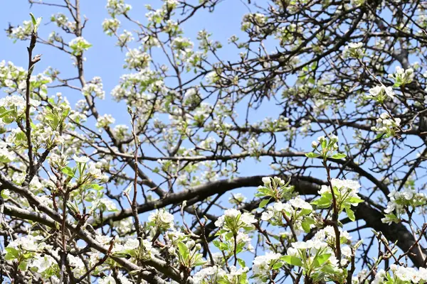 İlkbaharda ağaçta beyaz çiçekler açan kayısı. 