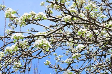 İlkbaharda ağaçta beyaz çiçekler açan kayısı. 