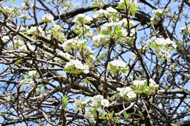İlkbaharda ağaçta beyaz çiçekler açan kayısı. 