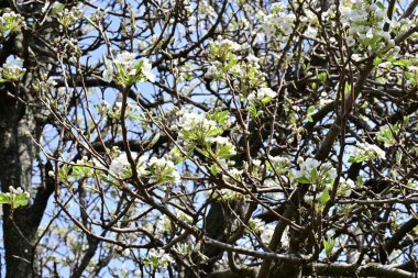İlkbaharda ağaçta beyaz çiçekler açan kayısı. 