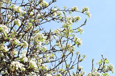 İlkbaharda ağaçta beyaz çiçekler açan kayısı. 