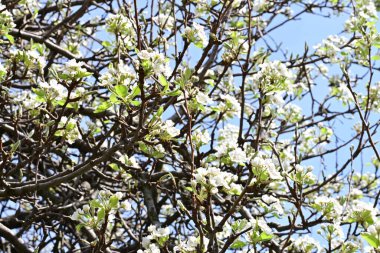 İlkbaharda ağaçta beyaz çiçekler açan kayısı. 