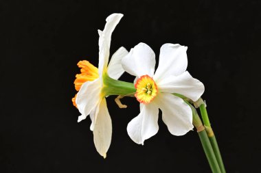 Siyah arka planda beyaz nergis çiçekleri..