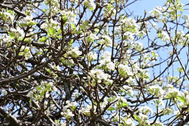 Bahçede büyüyen güzel beyaz çiçekler